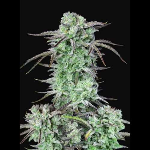 420 Fast Buds Strawberry Banana Auto Seeds | Skyline Seed Bank 