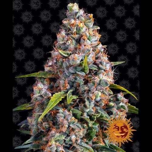 Barneys Farm Strawberry Cheesecake Auto | Skyline Seed Bank 