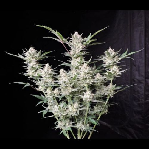 420 Fast Buds Strawberry Gorilla Auto Seeds | Skyline Seed Bank 