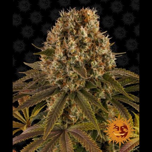 Barneys Farm Strawberry Lemonade Seeds | Skyline Seed Bank 