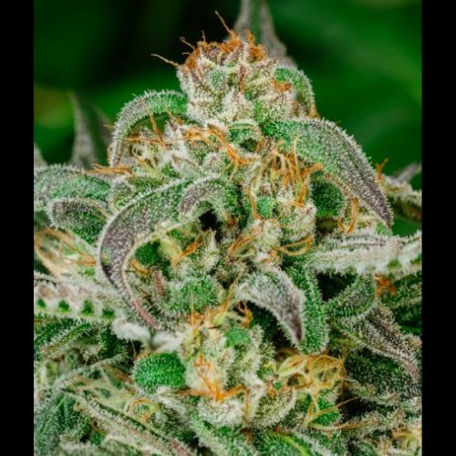 Atlas Seed Sugar Cookies Fast Seeds | Skyline Seed Bank | South Africa