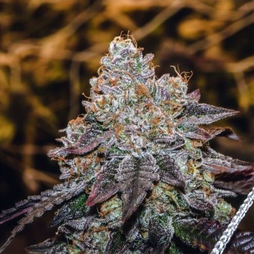 Sunset Sherbet Feminized Seeds | Skyline Seed Bank