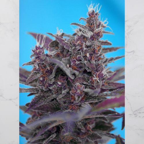 Sweet Seeds Black Cream Auto Seeds | Skyline Seed Bank | South Africa