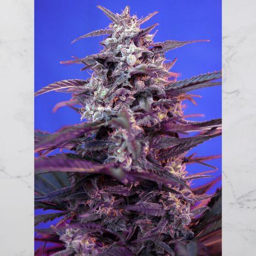 Sweet Seeds Bloody Skunk Auto Seeds | Skyline Seed Bank | South Africa