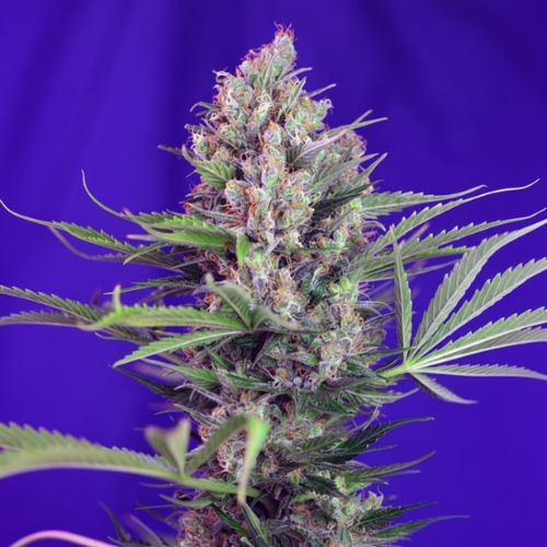 🌿 Cream Mandarine F1 Fast Feminized Seeds | Fast Flowering, High Yield