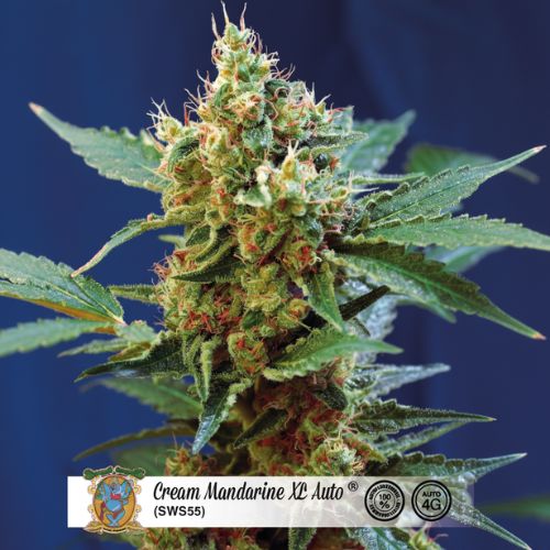 Cream Mandarine XL Auto Feminized Seeds | High Yield Citrus