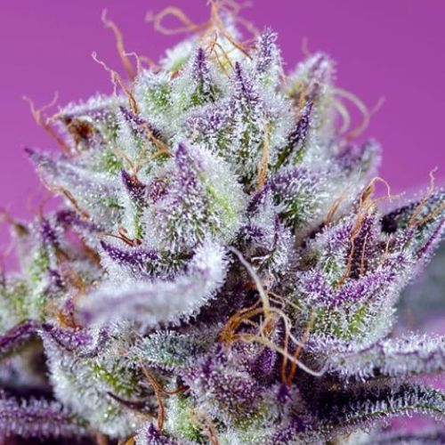 Diablo’s Delight XL Auto Feminized Seeds | High Yield & Tropical Flavor