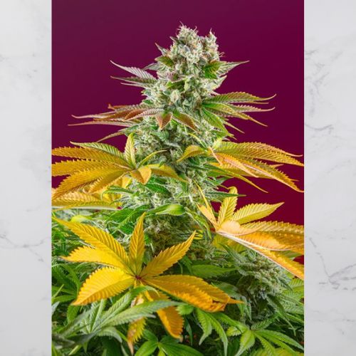 Sweet Seeds Gorilla Girl F1 Fast Seeds | Skyline Seed Bank