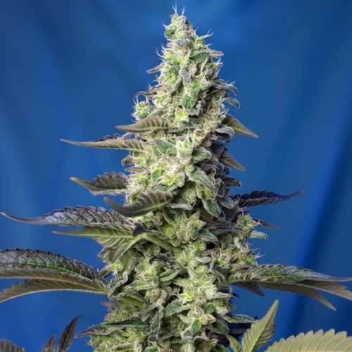 Green Poison XL Auto Feminized Seeds | High Yield & Fast Growth 🌿