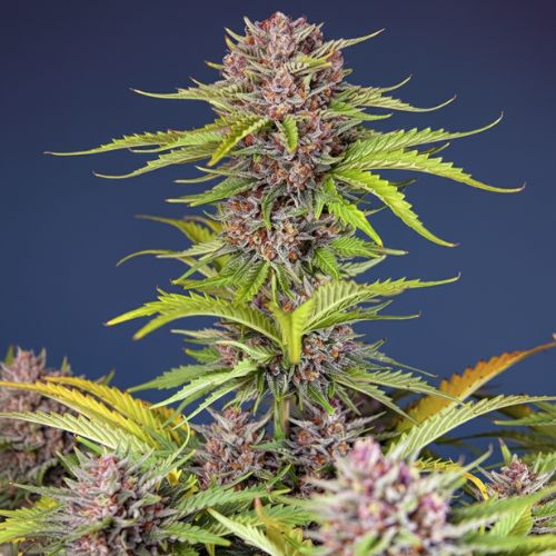 Mimosa Bruce Banner XL Auto Feminized Seeds | High-Yield Cannabis