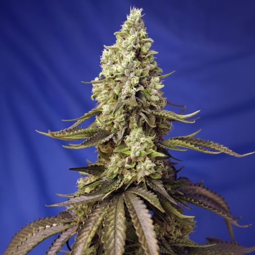 Runtz XL Auto Feminized Seeds | Sweet, Fruity, High THC 🌿