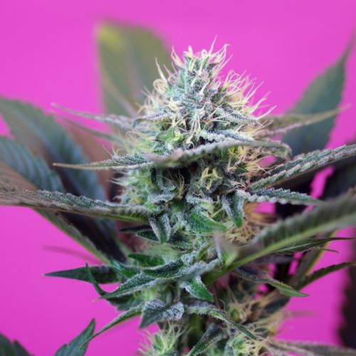 Speed + Auto Feminized Seeds | Fast Flowering Autoflower Cannabis