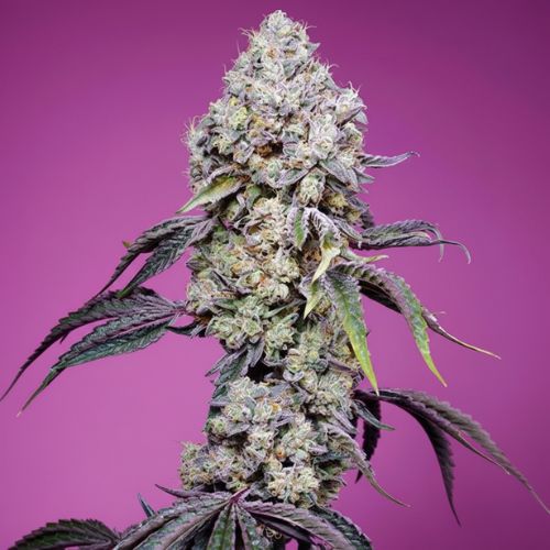Sweet Mandarine Zkittlez F1 Fast Feminized Seeds | Premium Fast Flower