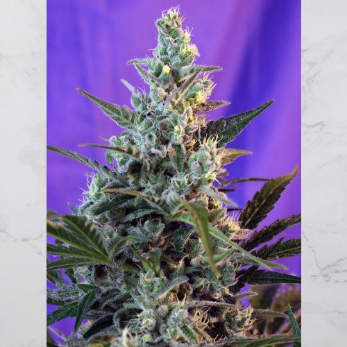 Sweet Seeds Sweet Skunk Auto | Skyline Seed Bank | South Africa