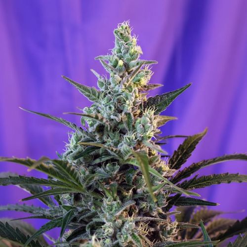 Sweet Skunk F1 Fast Feminized Seeds | Fast Flowering Skunk Seeds