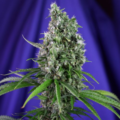 Sweet Trainwreck Auto Feminized Seeds | Fast Auto Flowering
