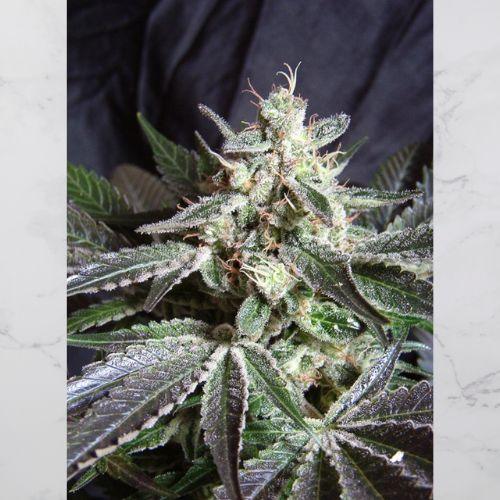 Sweet Seeds Black Jack F1 Fast Seeds | Skyline Seed Bank | South Africa