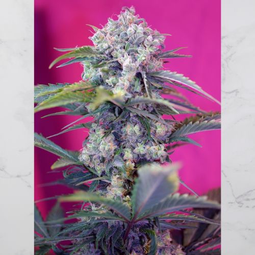 Sweet Seed Cream Mandarine Auto Seeds | Skyline Seed Bank