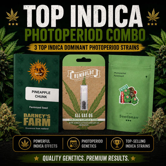 Top Indica Photoperiod Combo – Pineapple Chuck, All Gas OG & Peyote Gorilla Feminized Cannabis Seeds

