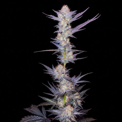 Vanilla Berries Clone | Oni Seed Co