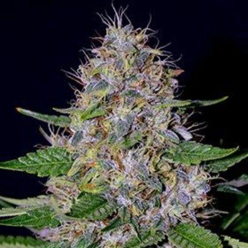 Apple Crumble | G13 Labs | Skyline Smoke Company | South Africa