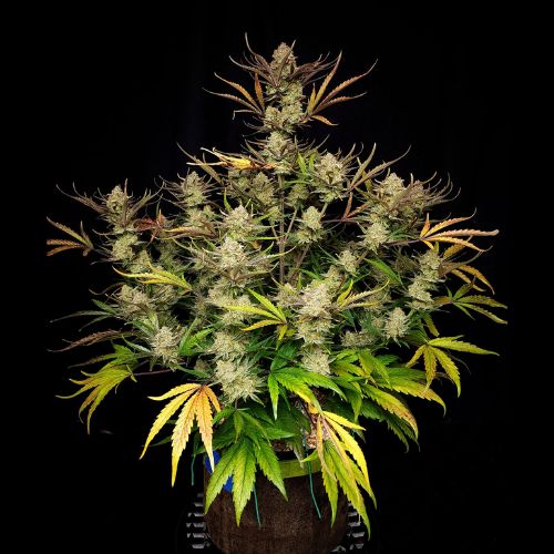Apple Strudel Auto | 420 Fast Buds | Skyline Smoke Company | South Africa