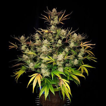 Apple Strudel Auto | 420 Fast Buds | Skyline Smoke Company | South Africa