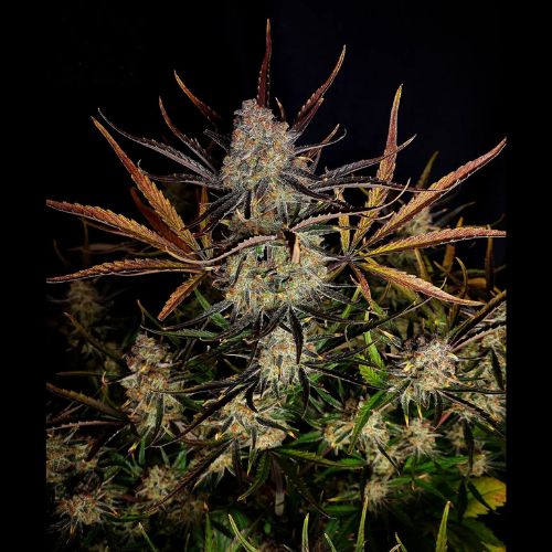Apple Strudel Auto | 420 Fast Buds | Skyline Smoke Company | South Africa