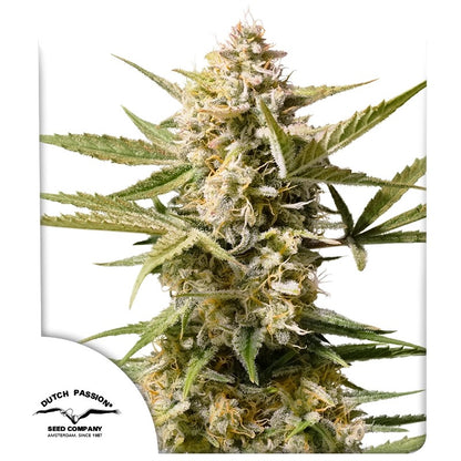 Cinderella Jack Auto cannabis seeds - Dutch Passion