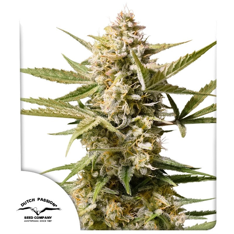 Cinderella Jack Auto cannabis seeds - Dutch Passion