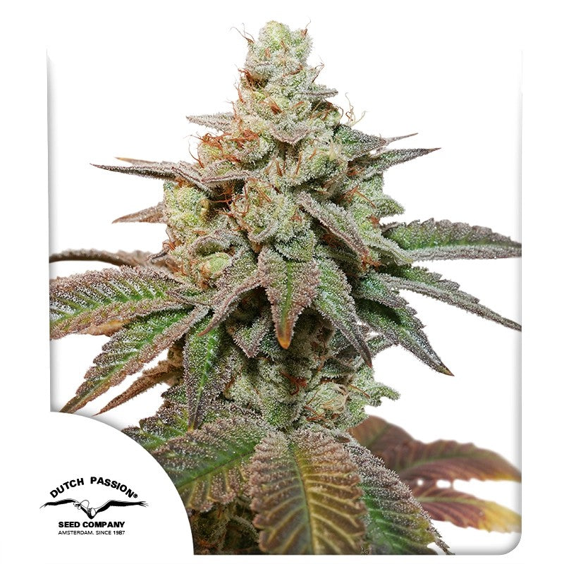 Kerosene Krash Auto cannabis seeds - Dutch Passion