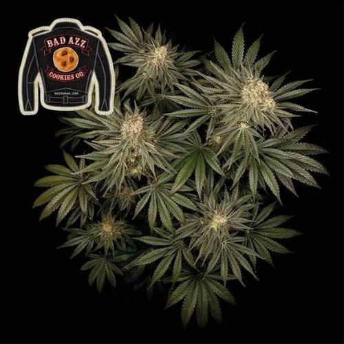 Badazz Cookies OG | Seedsman Seeds | Skyline Smoke Company | South Africa