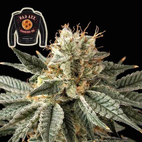 Badazz Cookies OG | Seedsman Seeds | Skyline Smoke Company | South Africa