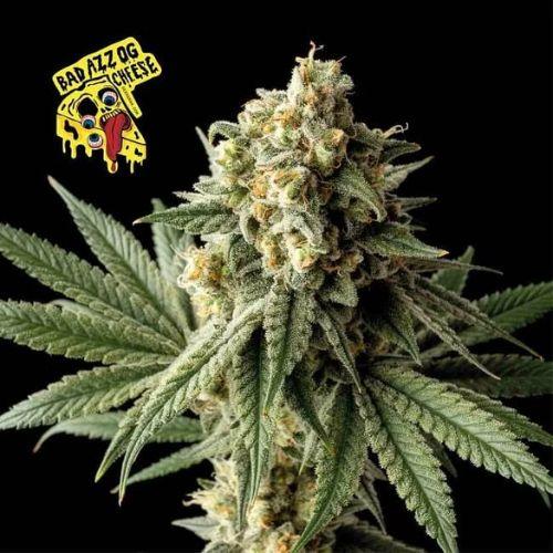 Badazz OG Cheese | Seedsman Seeds | Skyline Smoke Company | South Africa