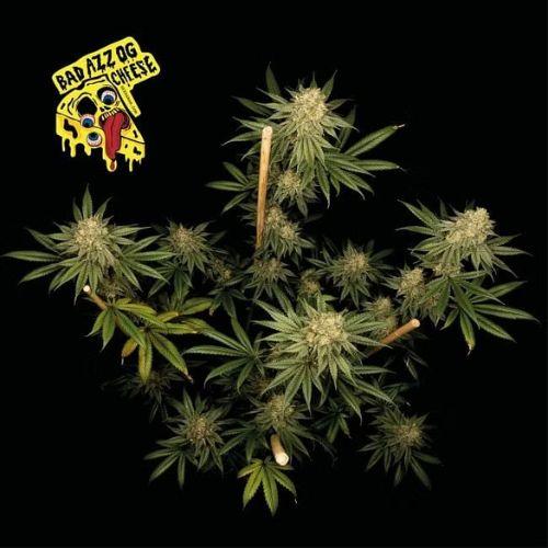 Badazz OG Cheese | Seedsman Seeds | Skyline Smoke Company | South Africa