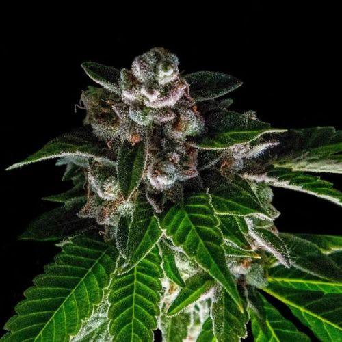 Bakers Delight | DNA Genetics | Skyline Smoke Company | South Africa
