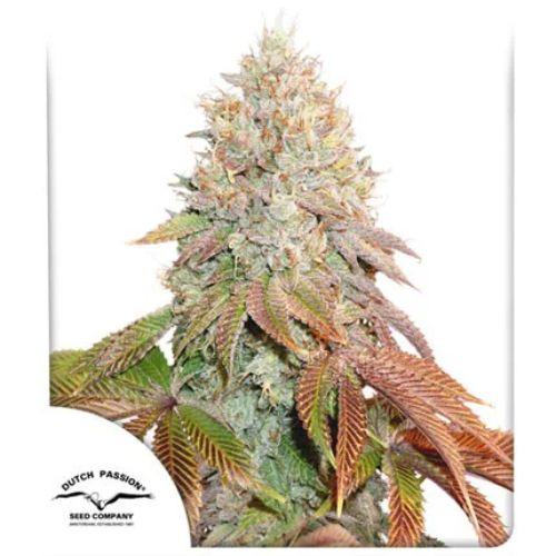 Banana Blaze Auto | Dutch Passion Seeds | Skyline Smoke Company | South Africa