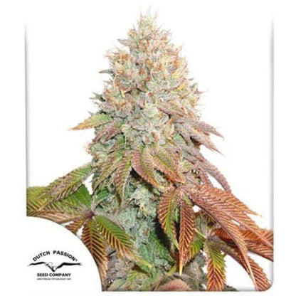 Banana Blaze Auto | Dutch Passion Seeds | Skyline Smoke Company | South Africa