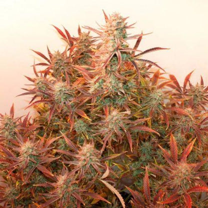 Banana Blaze Auto | Dutch Passion Seeds | Skyline Smoke Company | South Africa