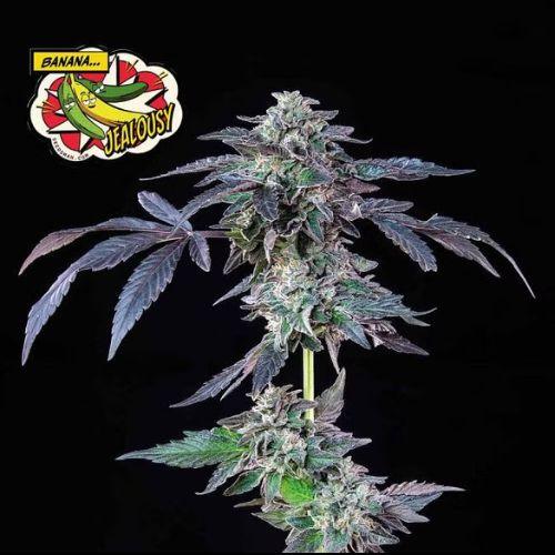 Banana Jealousy | Seedsman Seeds | Skyline Smoke Company | South Africa