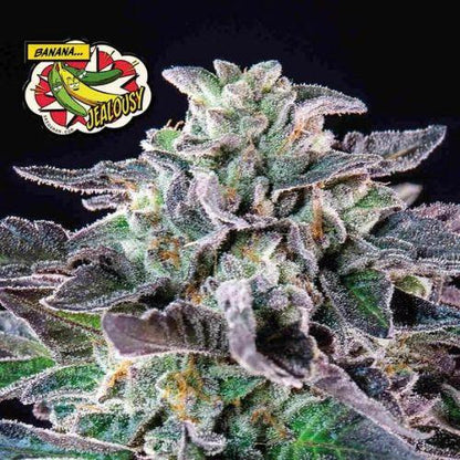 Banana Jealousy | Seedsman Seeds | Skyline Smoke Company | South Africa