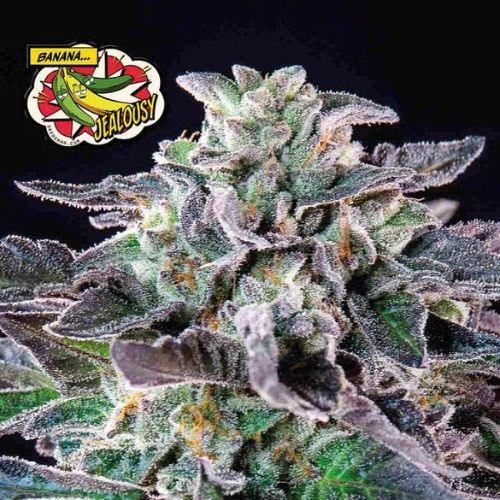 Banana Jealousy | Seedsman Seeds | Skyline Smoke Company | South Africa