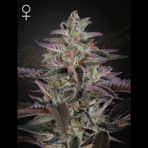 Banana Krumble | Green House Seed Co. | Skyline Smoke Company | South Africa