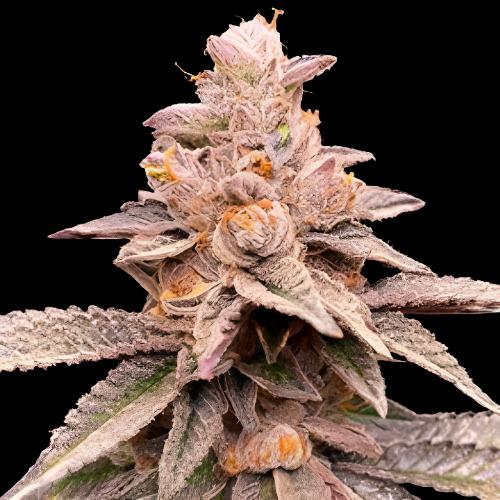 Banana Latte | G13 Labs | Skyline Smoke Company | South Africa