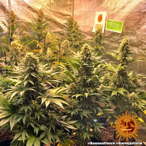 Banana Punch | Barneys Farm | Skyline Smoke Company | South Africa
