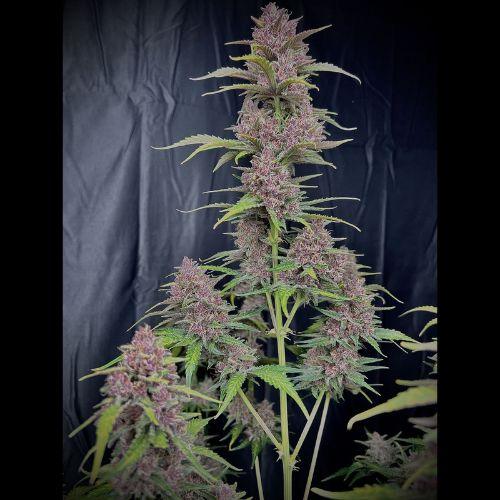 Banana Purple Punch Auto | 420 Fast Buds | Skyline Smoke Company | South Africa
