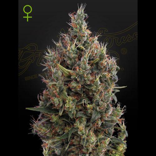 Big Bang Auto | Green House Seed Co. | Skyline Smoke Company | South Africa