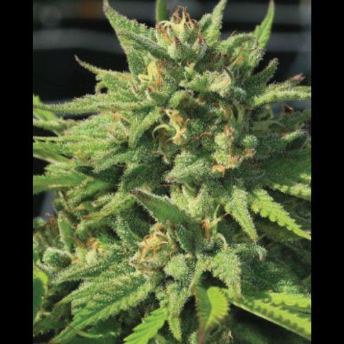 Bigfoot Glue | Humboldt Seed Company | Skyline Smoke Company | South Africa