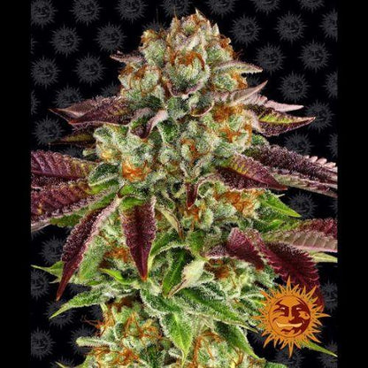 Biscotti Mintz | Barneys Farm | Skyline Smoke Company | South Africa