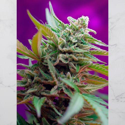 Black Jack Auto | Sweet Seeds | Skyline Smoke Company | South Africa